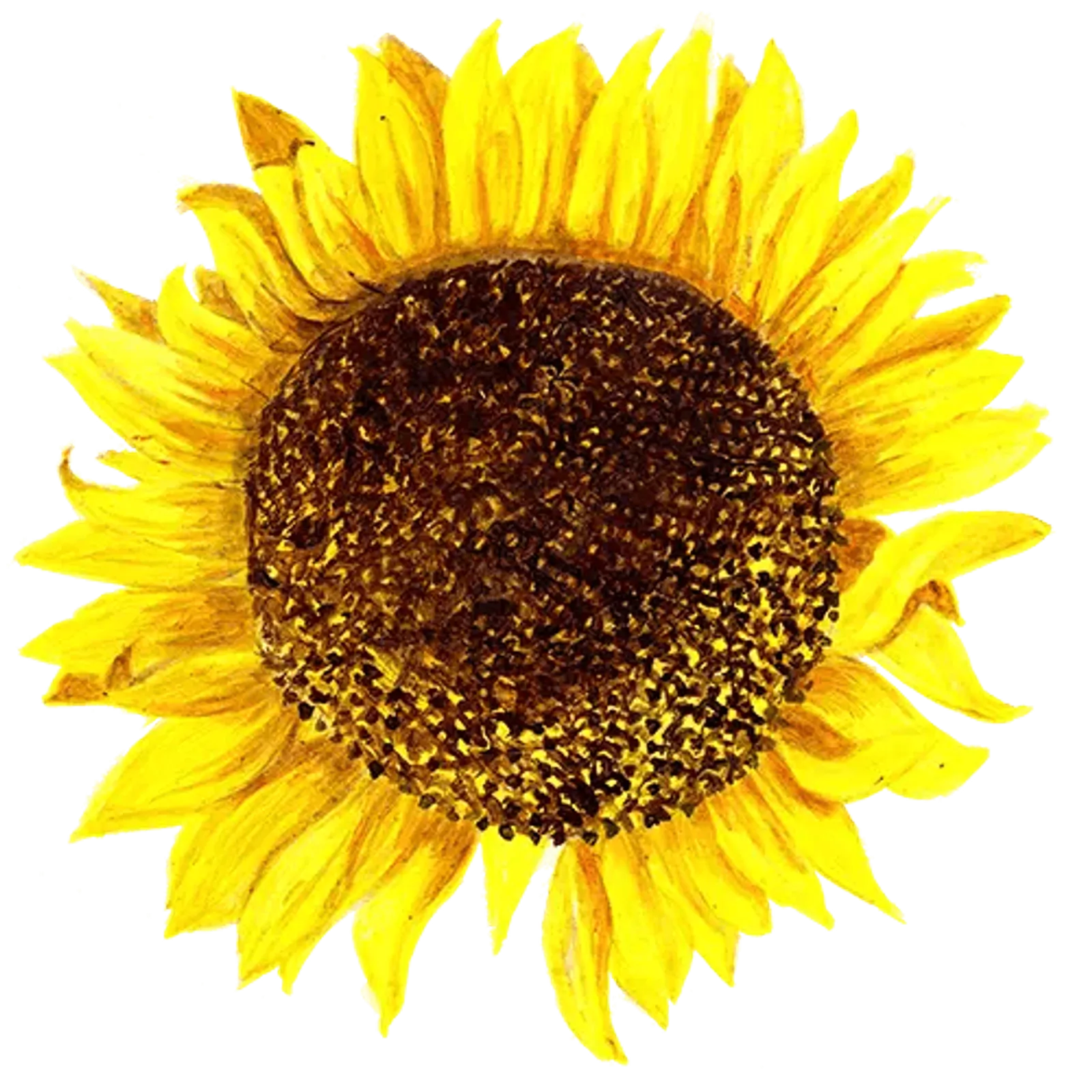 Solros 'Giganteus', Frö