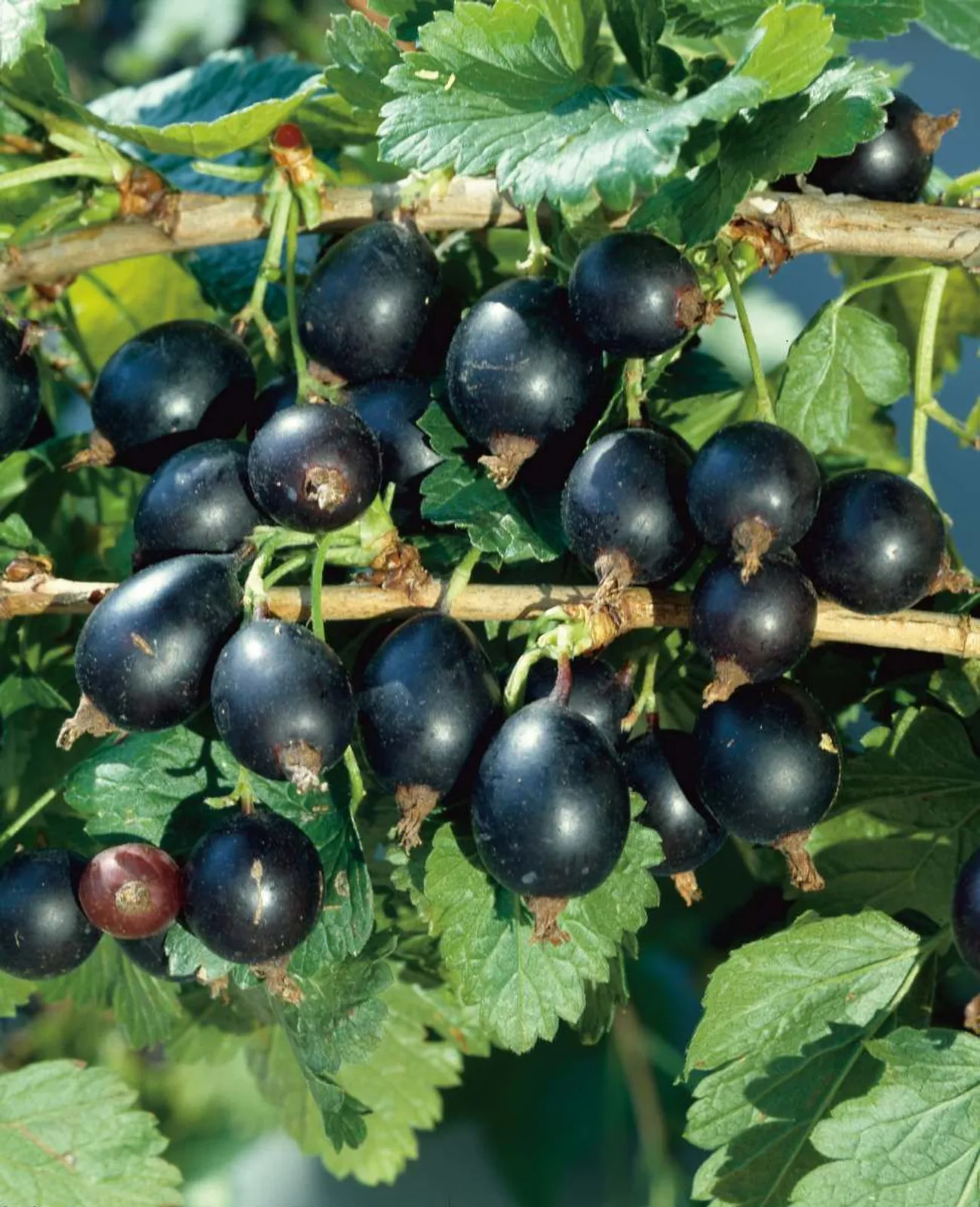 Krusvinbär 'Josta'