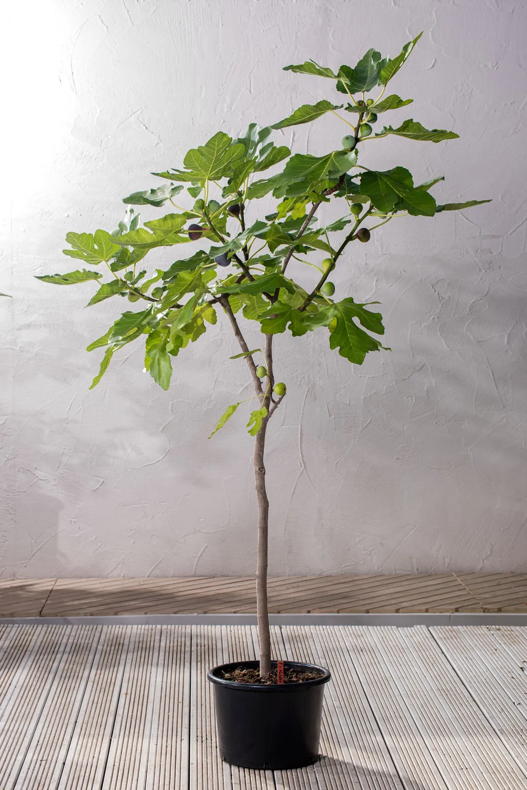 Adriafikon 'Bornholms Diamant' (fikon 'Bornholms Diamant'/Bornholm), 80/90 cm - miniatyr 6