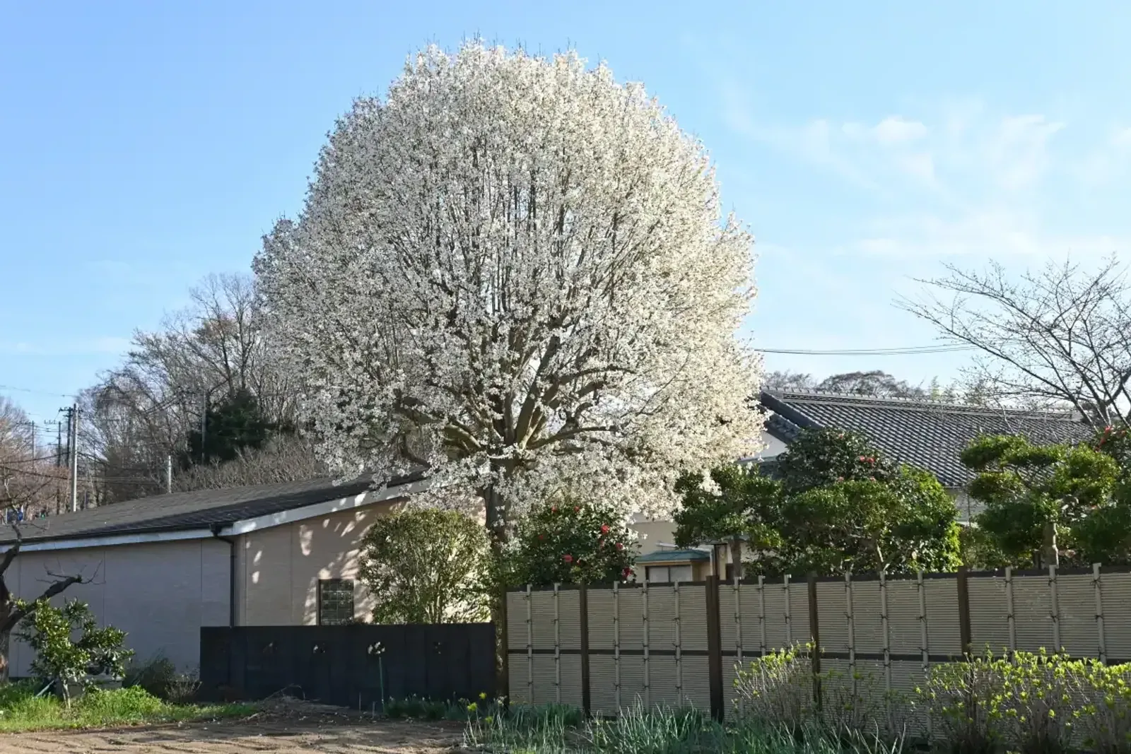 Japansk Magnolia, Högstammat träd