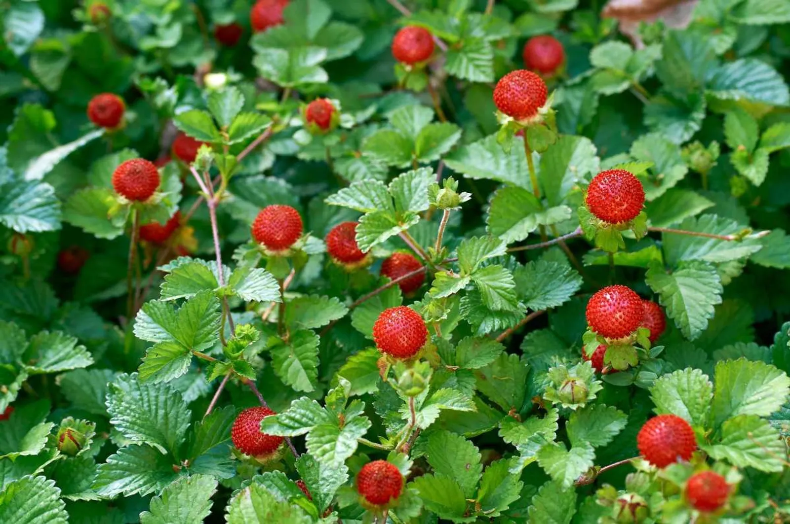 Månadssmultron 'Rügen'