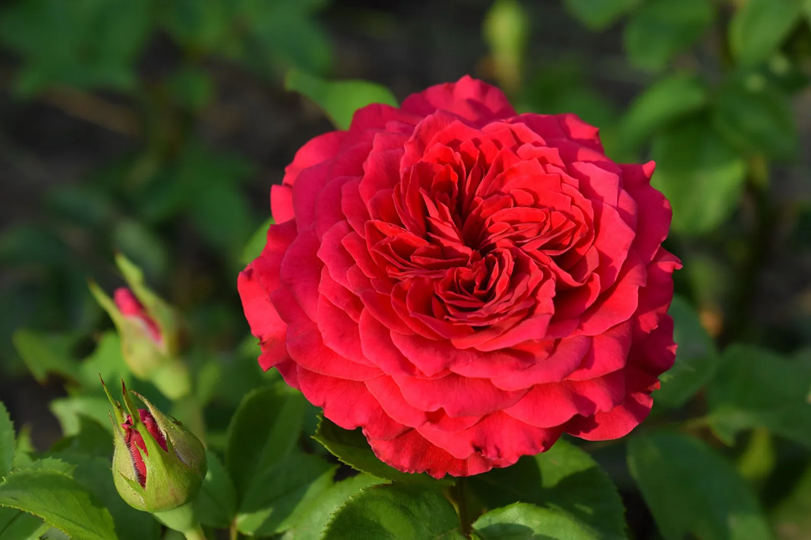 Floribundaros PIANO ('Tanopina') - miniatyr 2