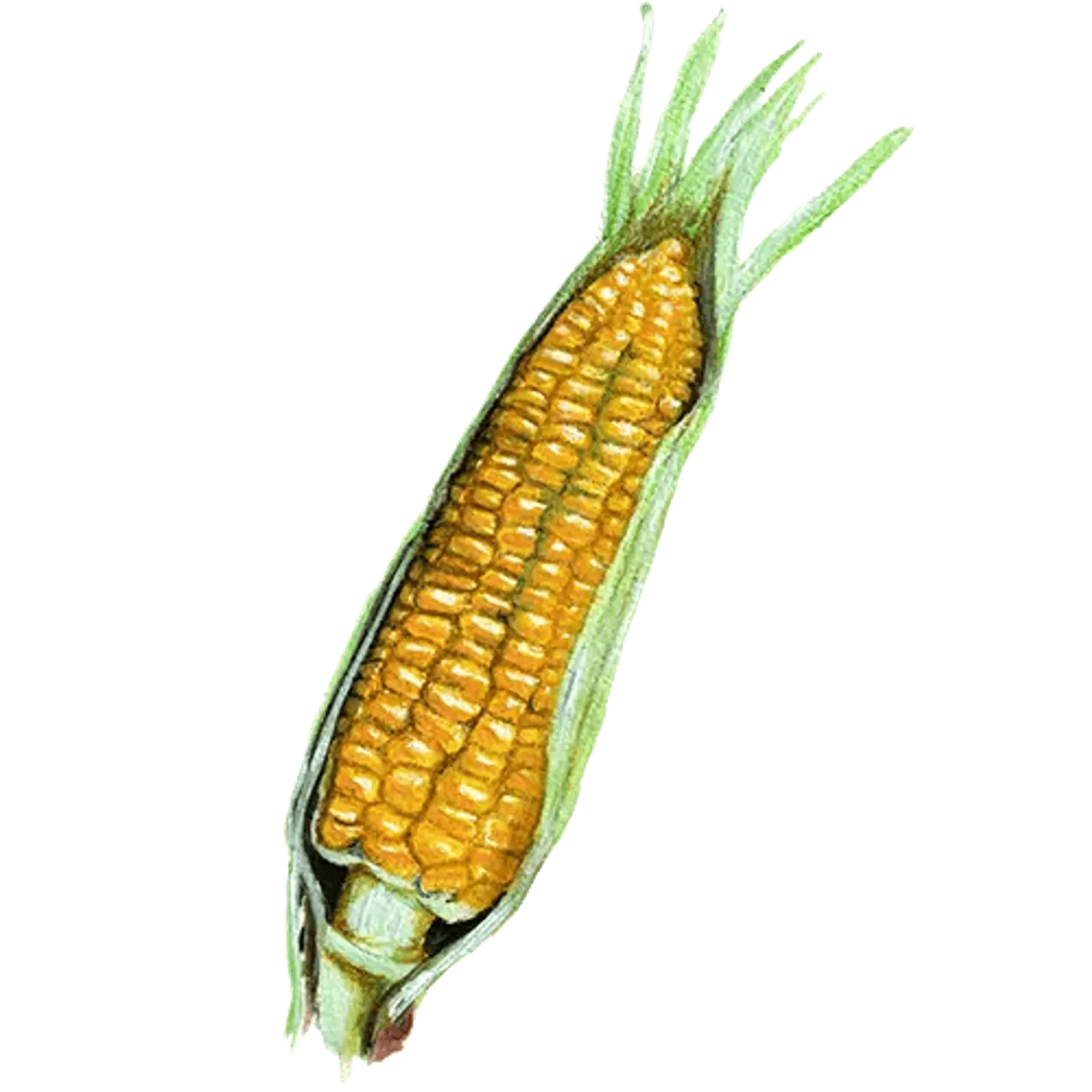 Sockermajs 'Ashworth', Frö