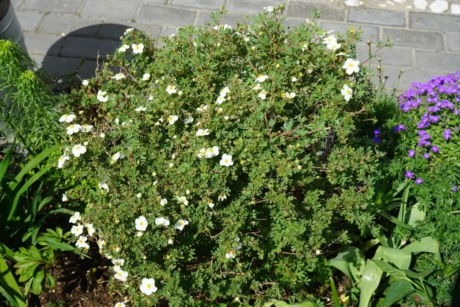 Trädgårdstok 'Abbotswood', 30-50 cm — detalj 5