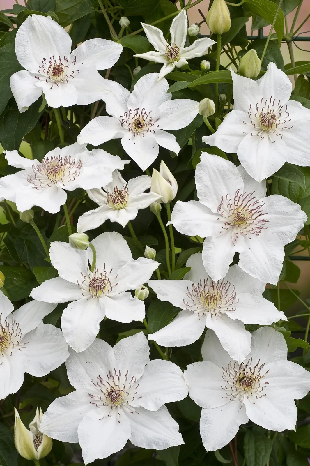 Klematis (Tidiga Storblommiga Gruppen) 'Destiny'
