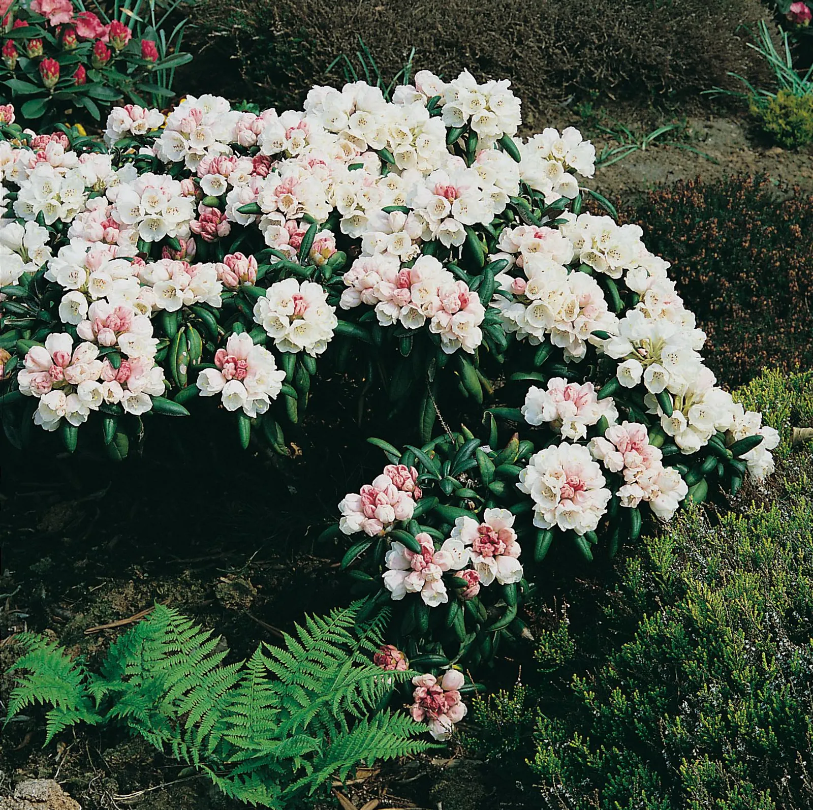 Yakushimanum-rododendron 'Koichiro Wada', 25-30 cm