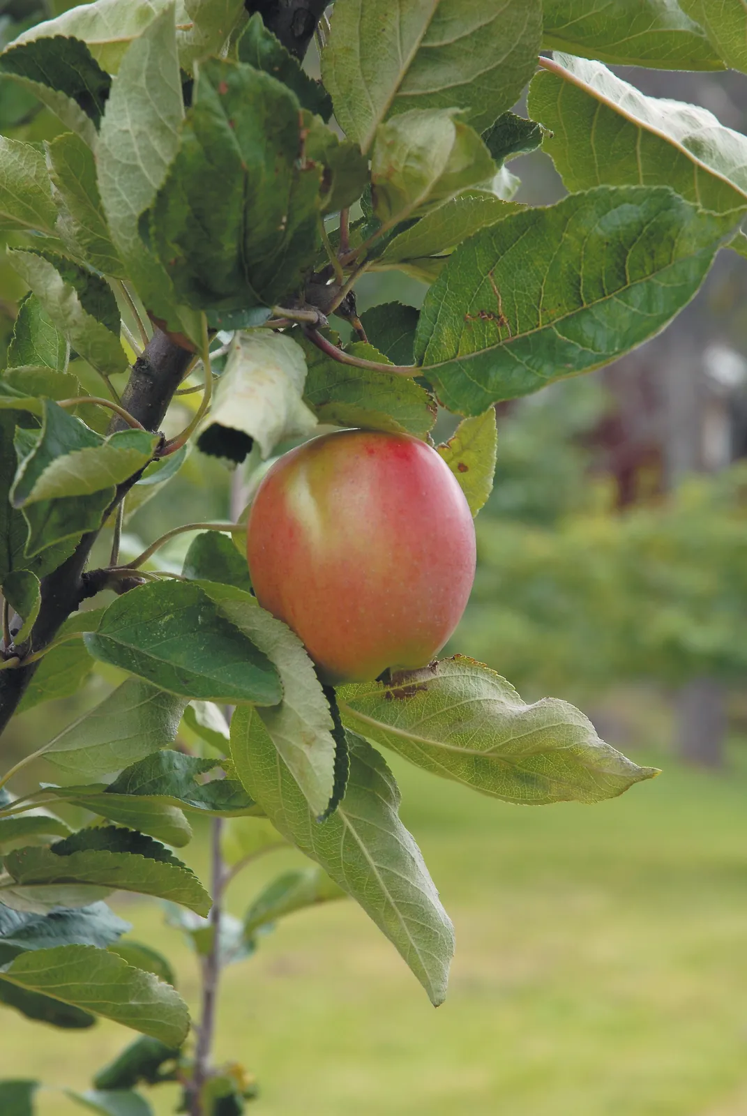 Äpple 'Åkerö'