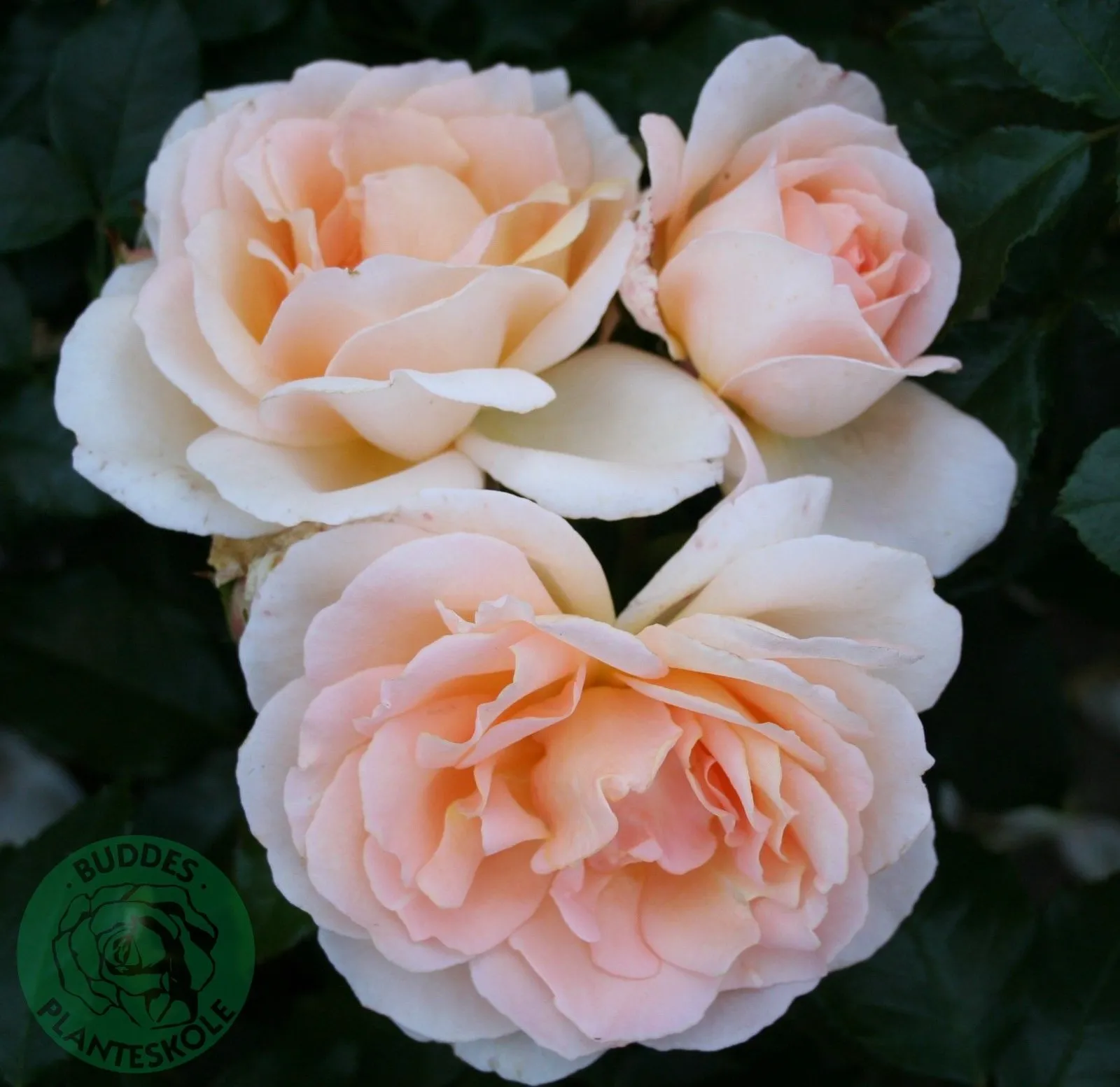 Ros 'Morten Korch', syn. tehybridros CHANDOS BEAUTY ('Harmisty'PBR) - miniatyr 2