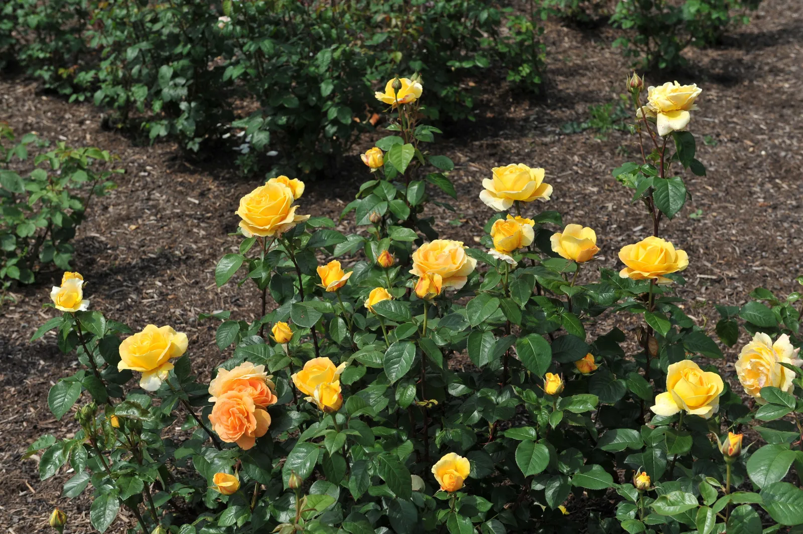 Floribundaros BERNSTEIN-ROSE ('Taneitber') - miniatyr 4