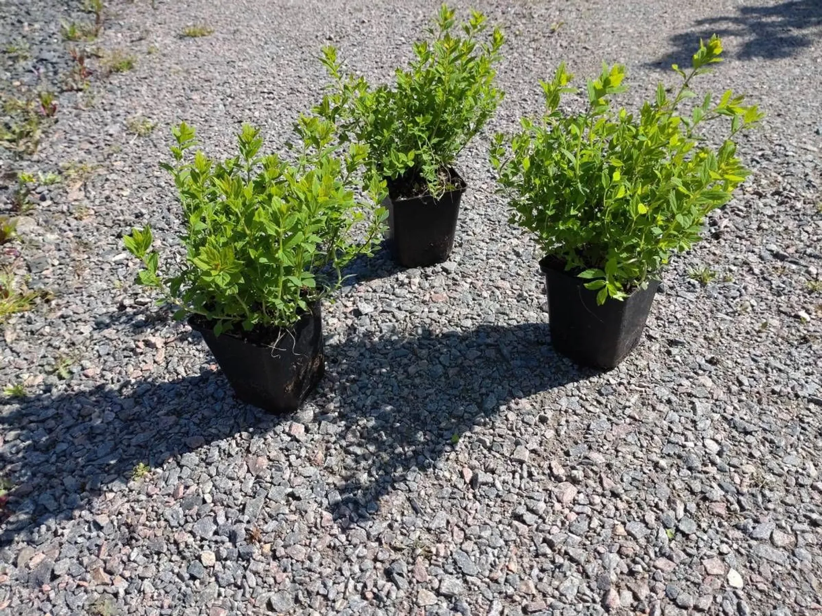 Praktspirea 'Little Princess', 10-20 cm — detalj 4