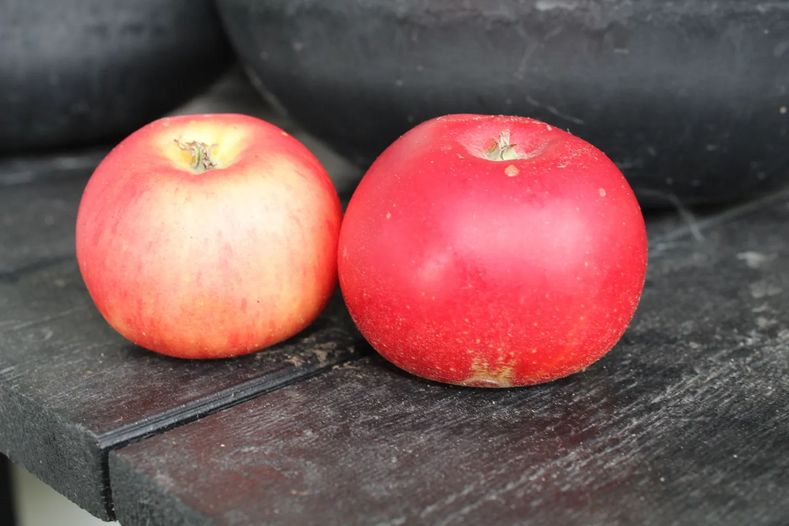 Äpple 'Discovery' E, svagväxande, P60, inkl. uppbindnings kit