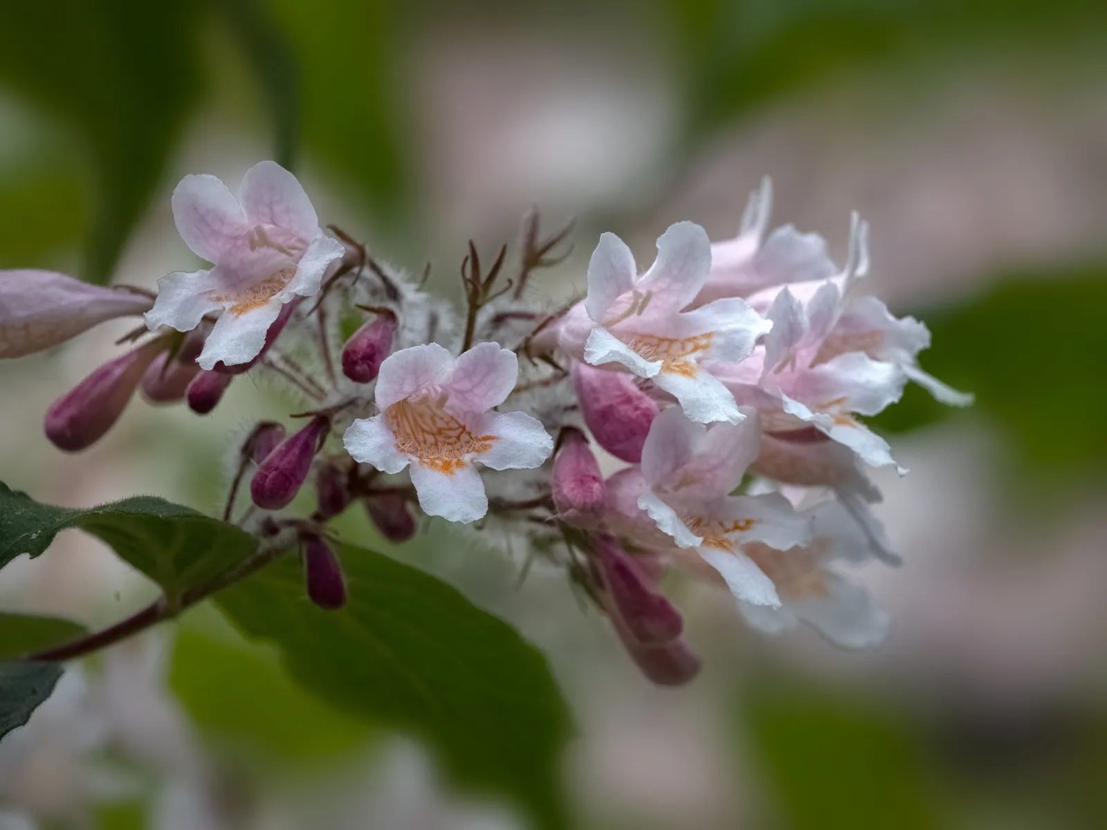 Paradisbuske 'Pink Cloud' - miniatyr 5