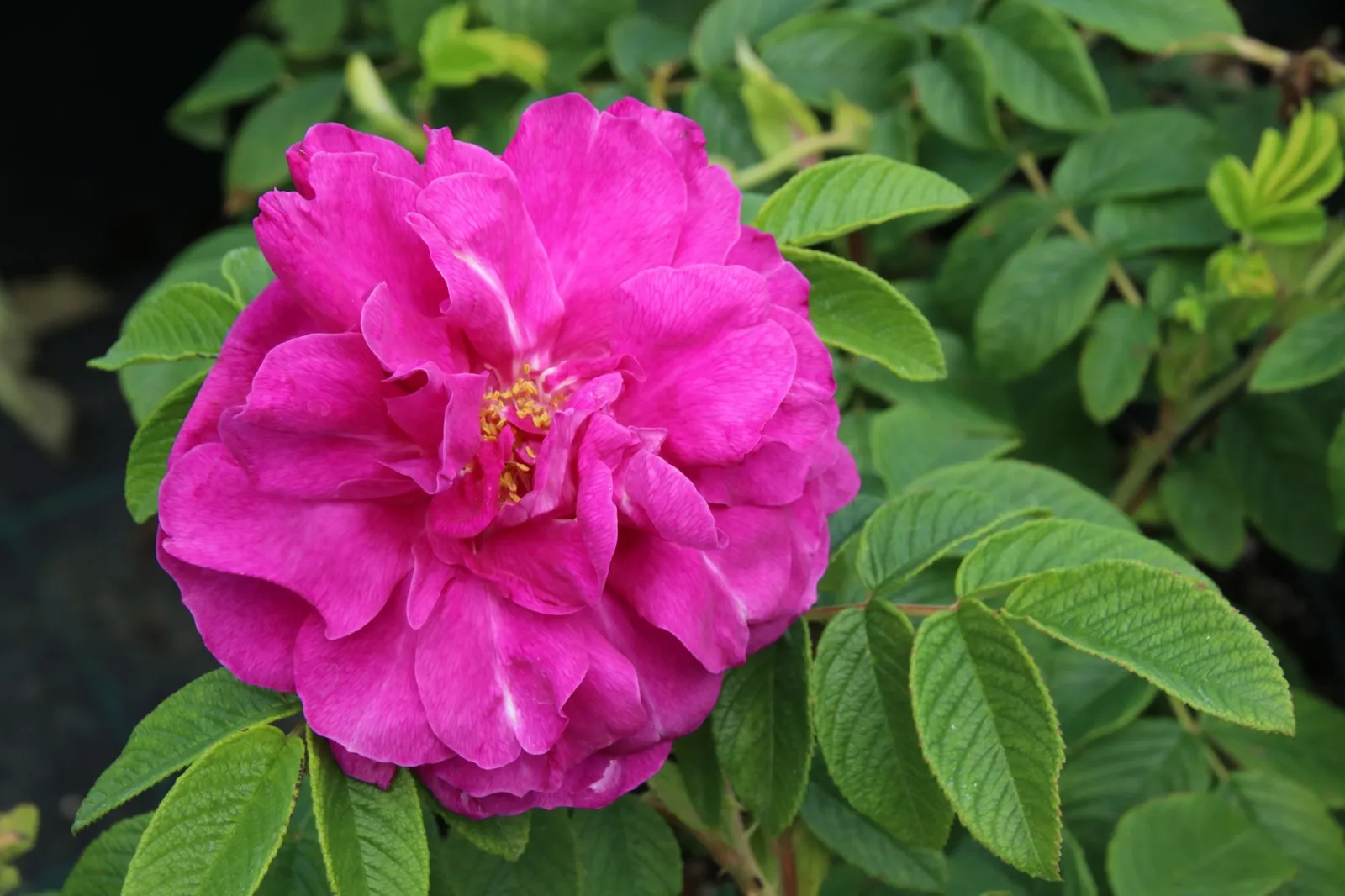 Rugosa-ros 'Hansa' - miniatyr 3