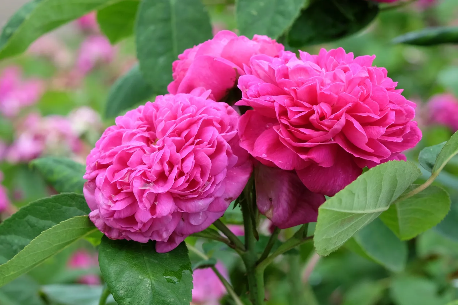 Höstdamascenerros 'Rose de Rescht' - miniatyr 4