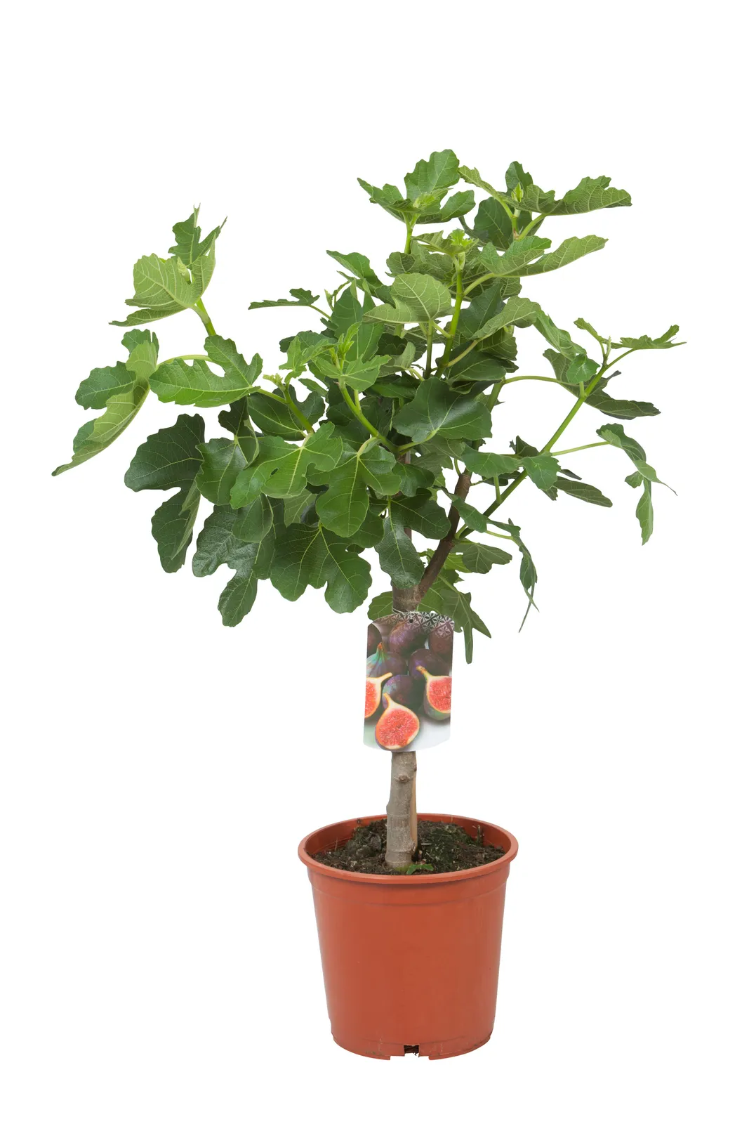 Adriafikon 'Bornholms Diamant' (fikon 'Bornholms Diamant'/Bornholm), 80/90 cm - miniatyr 2