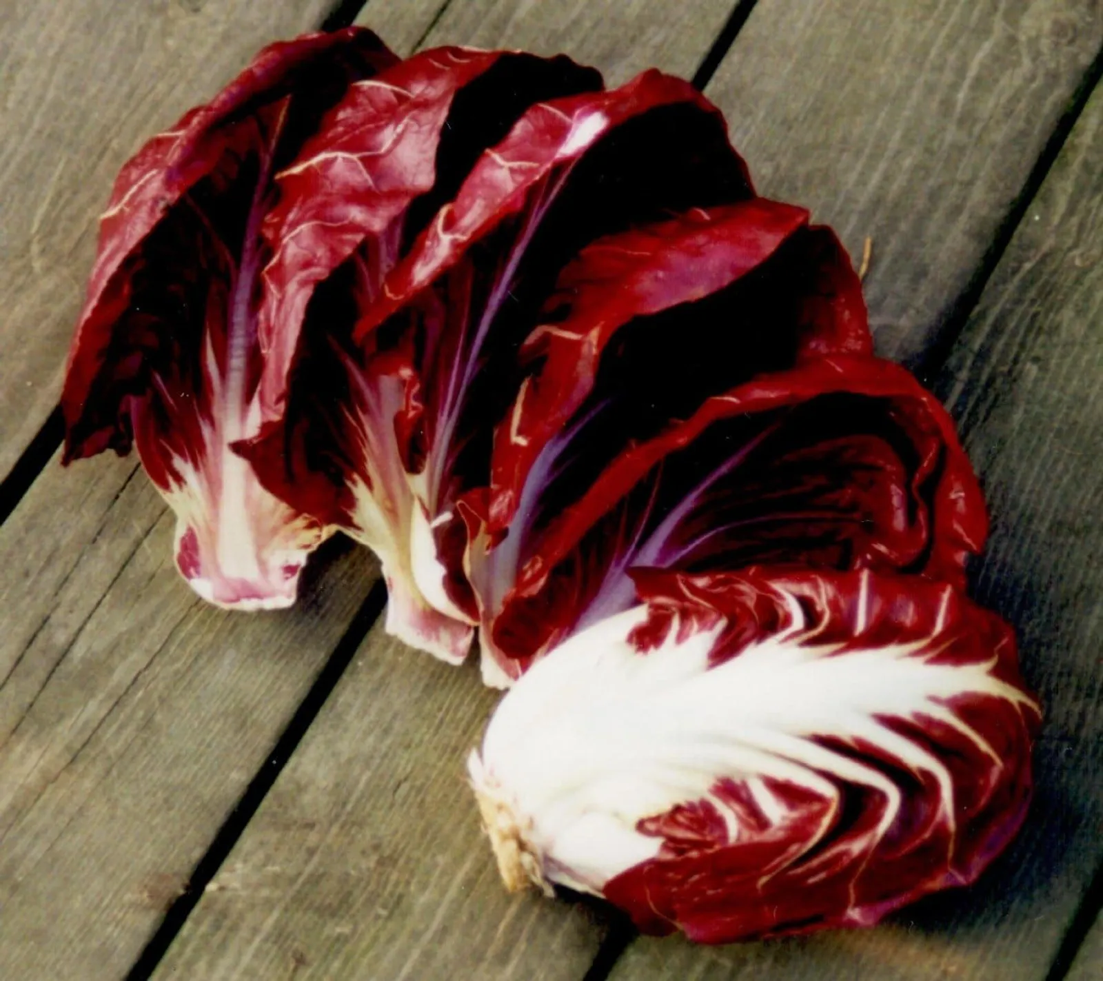 Radicchio 'Palla Rossa', ekofrö