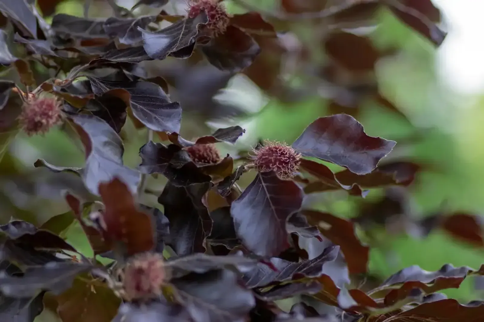 Blodbok 'Purpurea', Högstammat träd