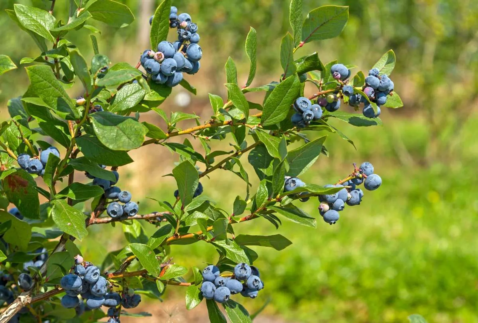 Hybridblåbär 'Northland', 10-pack — närbild