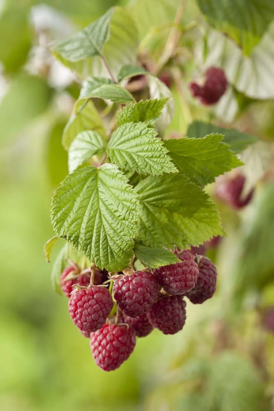 Trädgårdshallon 'Mormorshallon'