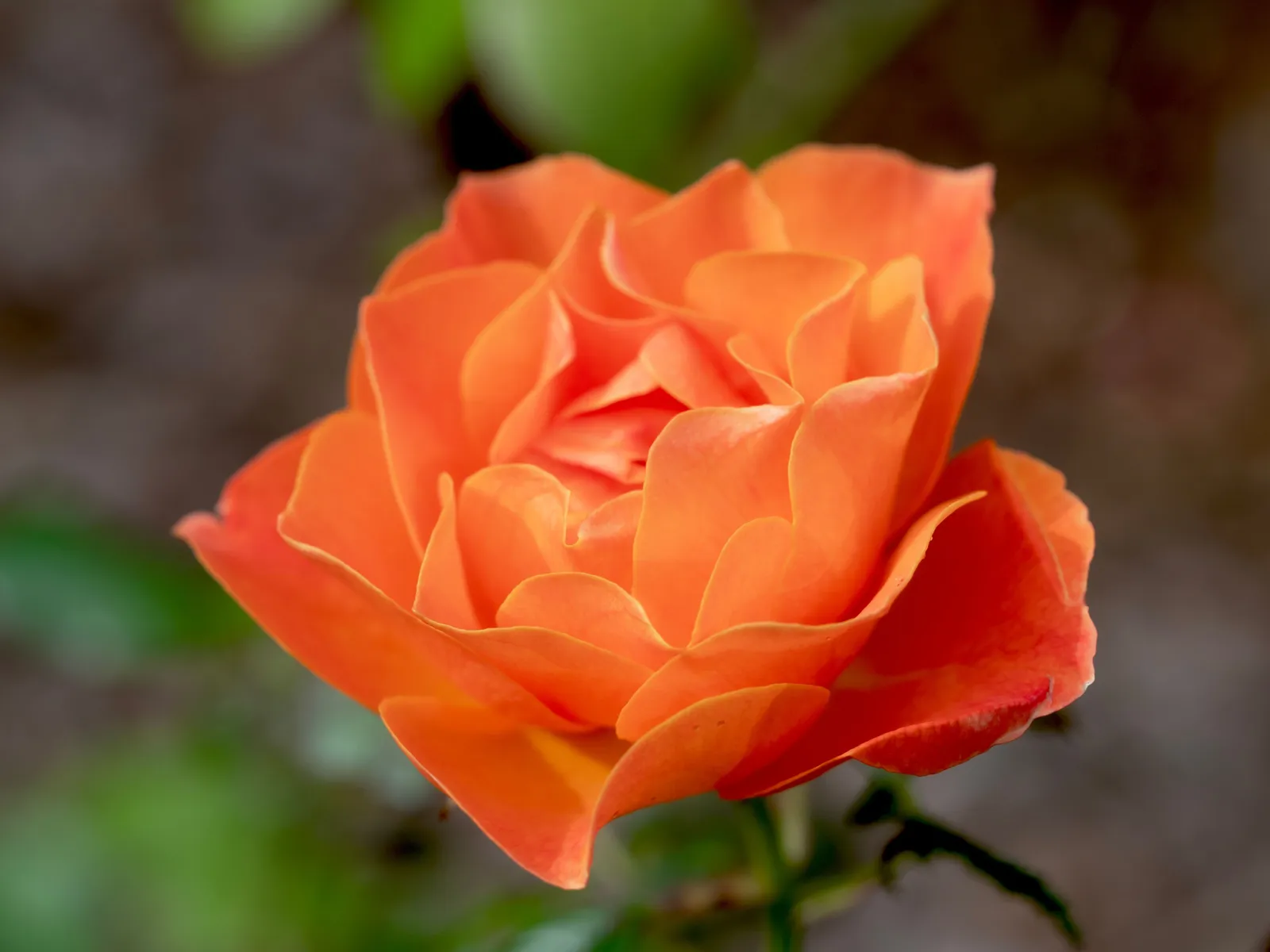 Floribundaros FELLOWSHIP ('Harwelcome') - miniatyr 5