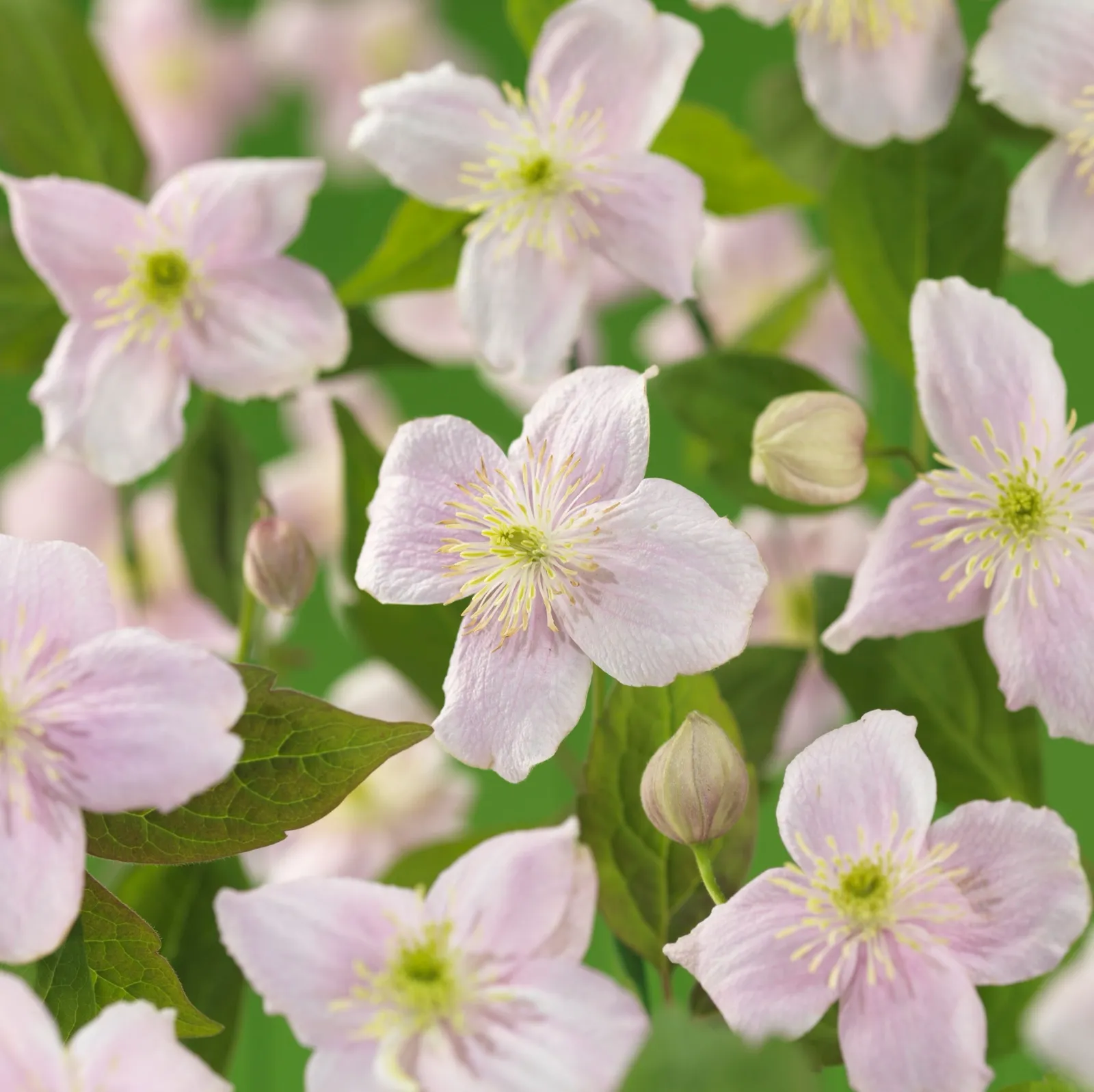 Montana-klematis 'Mayleen'