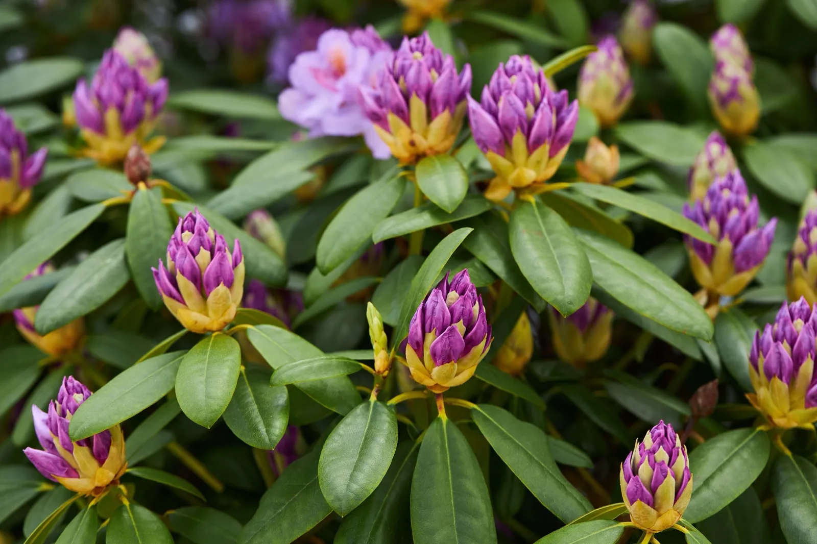 Parkrododendron 'Catawbiense Grandiflorum', 30-40 cm - miniatyr 3
