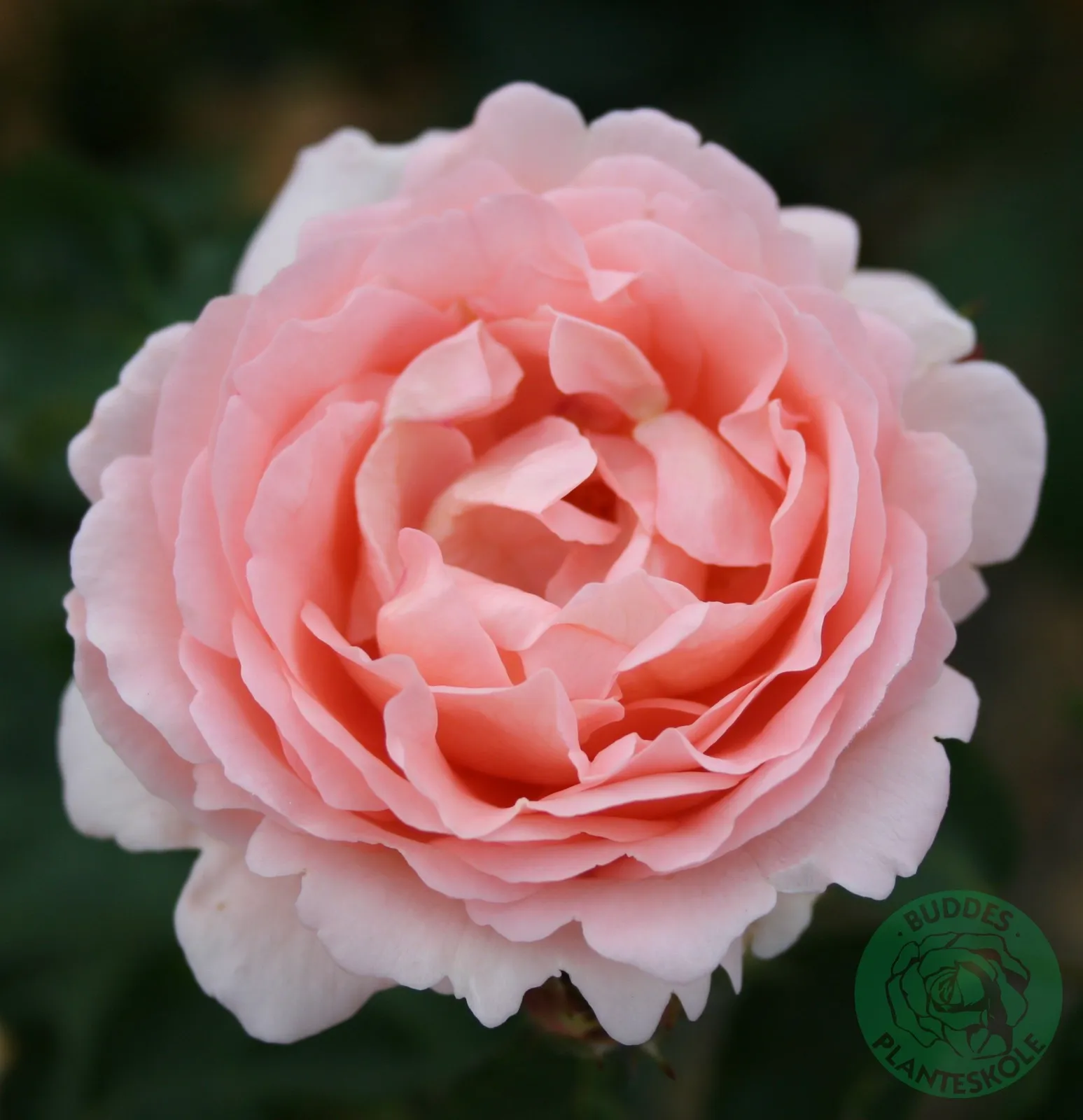 Modern buskros CLAIR RENAISSANCE® ('Poulsyng')