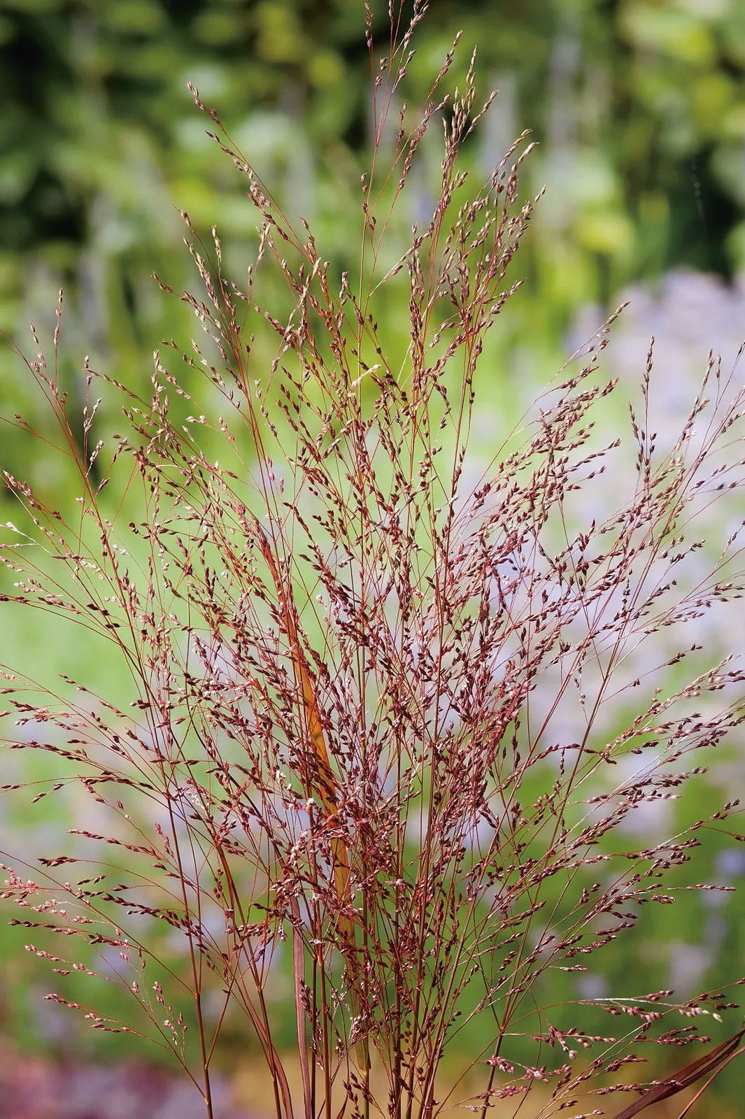 Jungfruhirs 'Squaw', syn. prydnadshirs 'Squaw', 2L