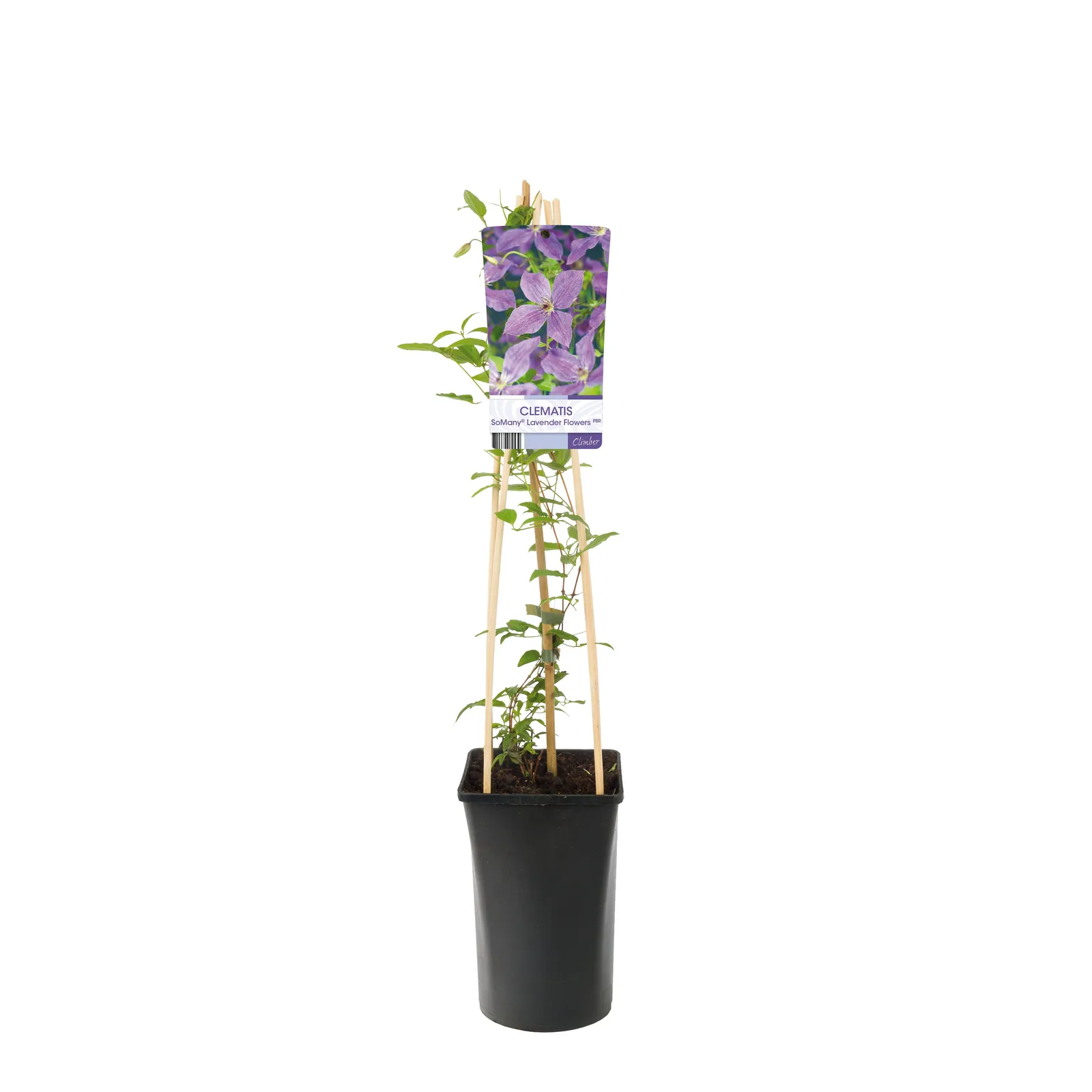 Klematis So Many® Lavender Flowers PBR - miniatyr 2