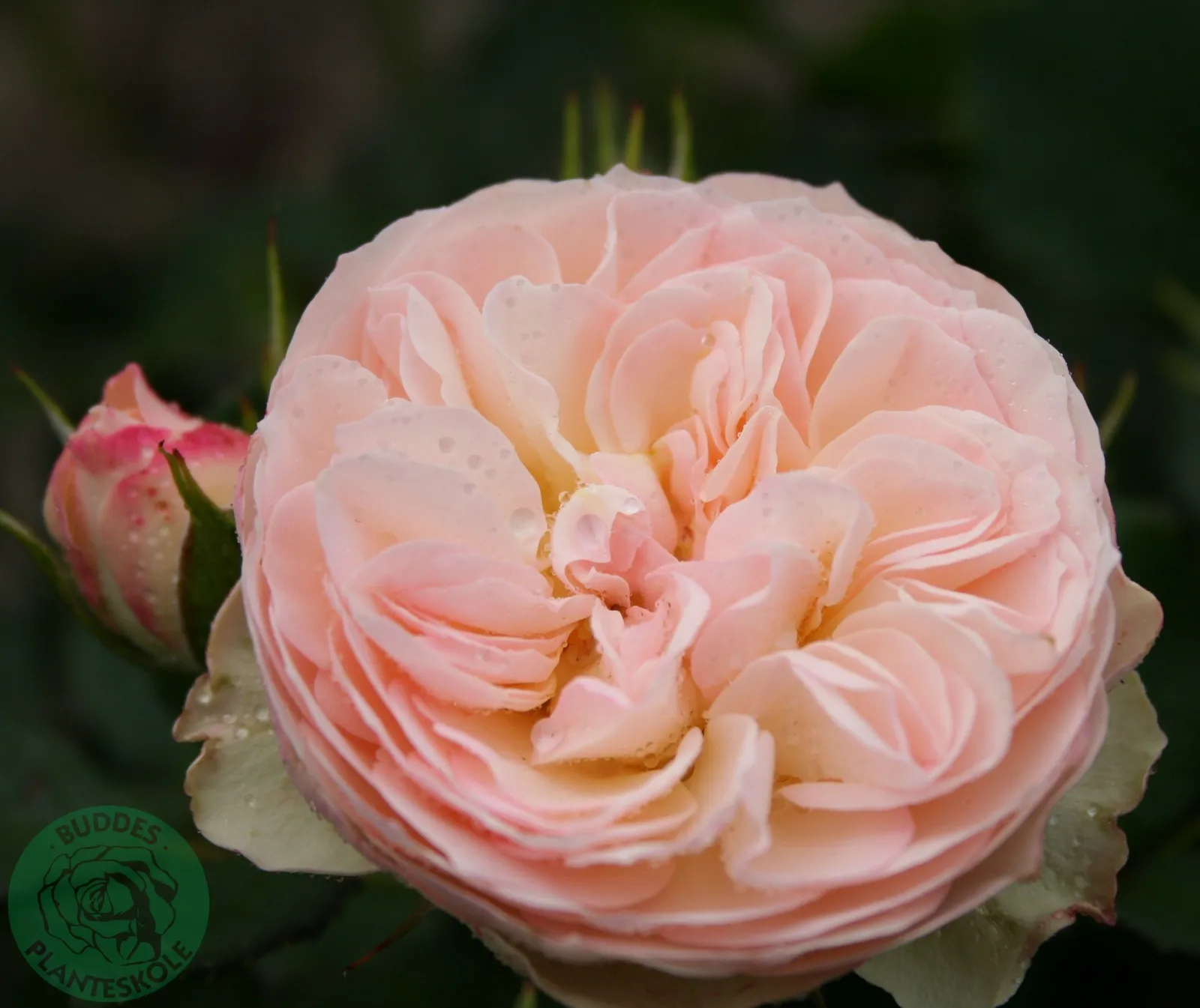 Floribundaros PASTELLA ('Tan98130'PBR)