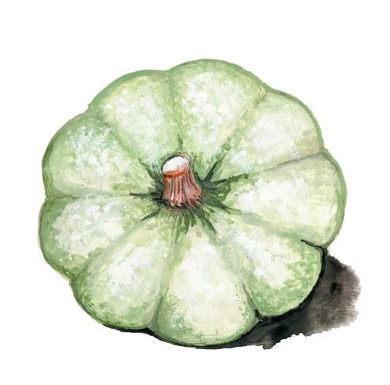 Vintersquash 'Kroshka', Frö