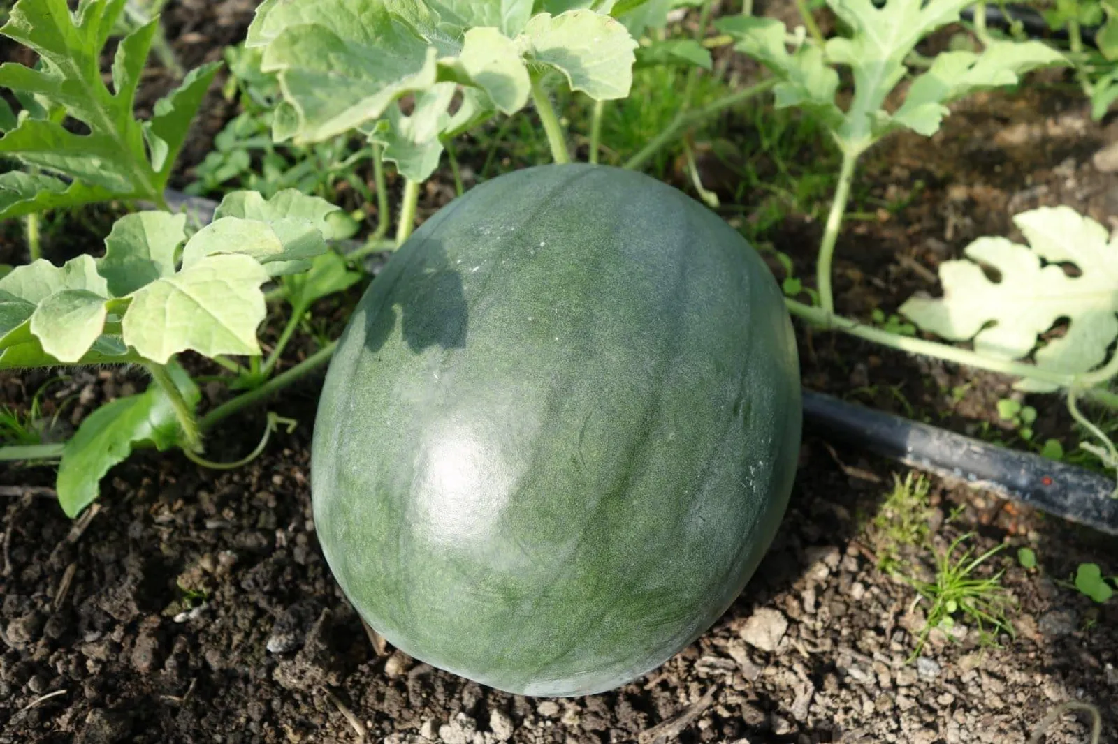 Sugar Baby melon frö med söt melon