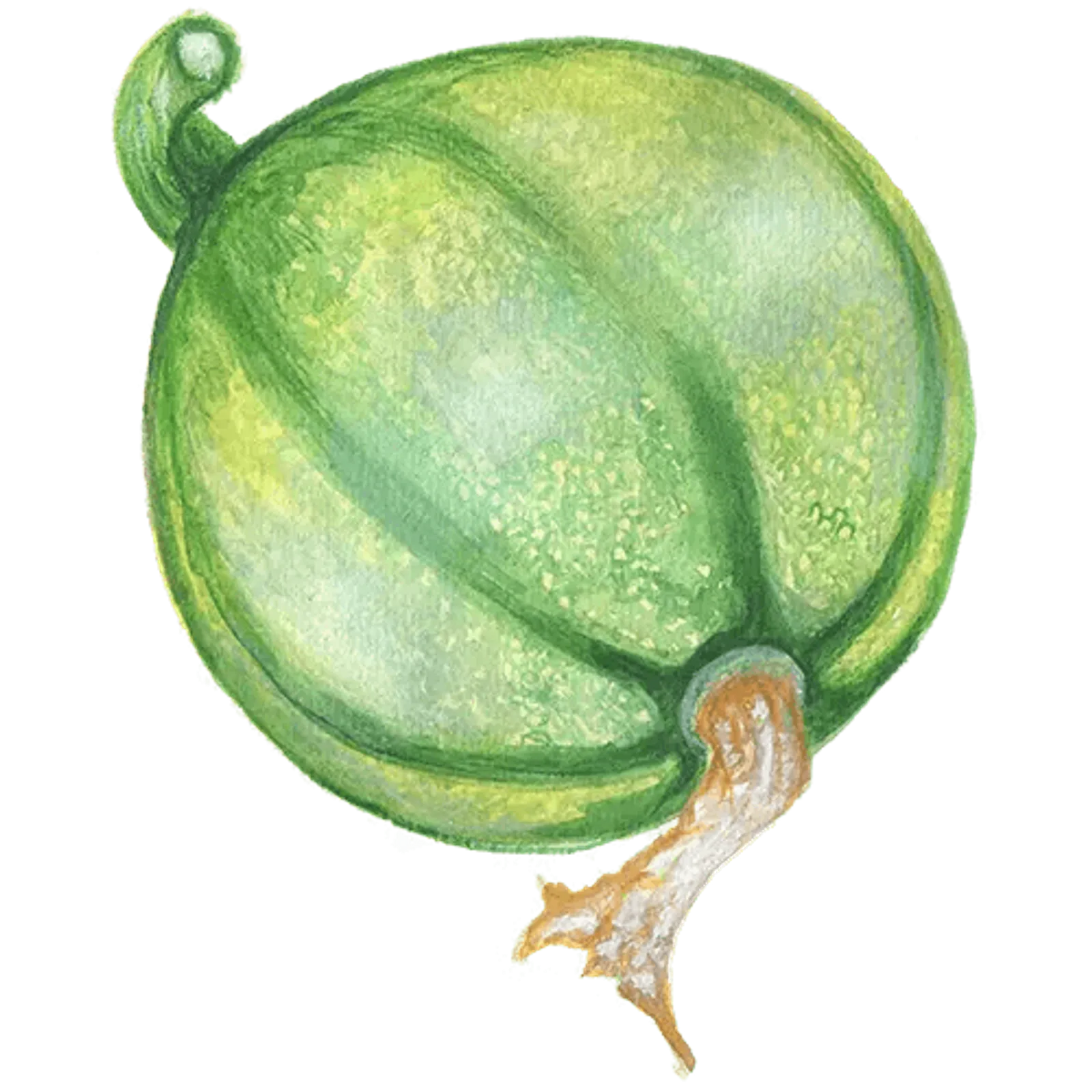 Sommarsquash 'Tondo Chiaro di Nizza', Frö