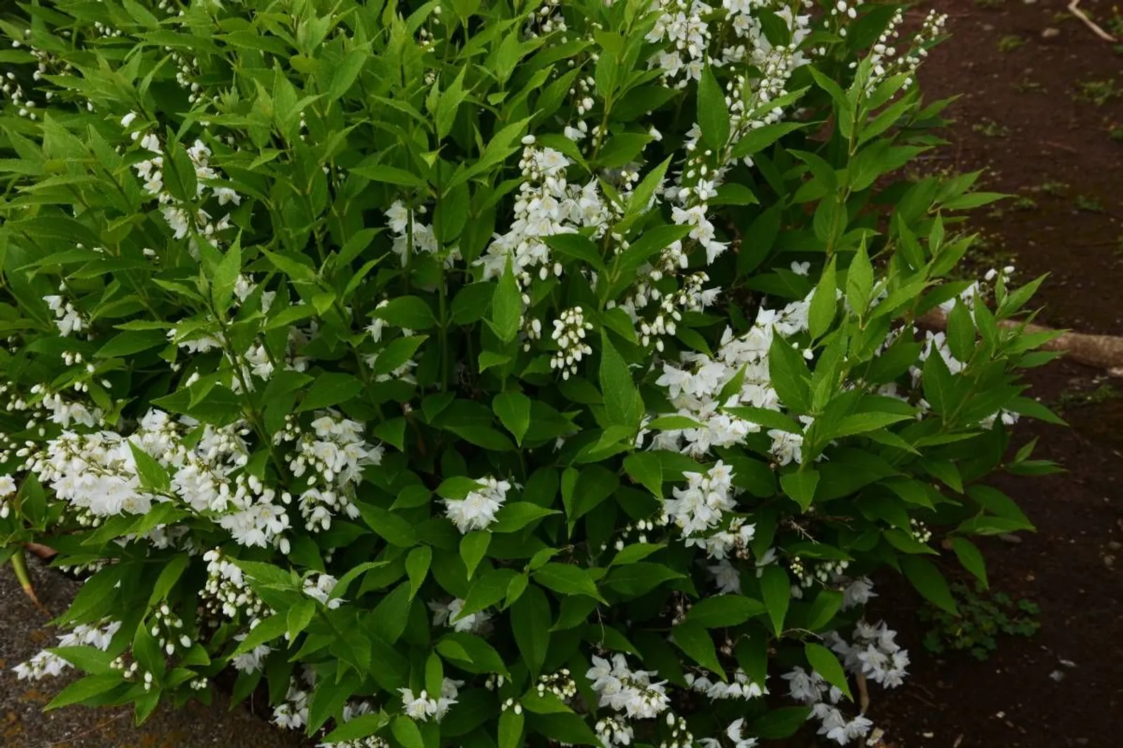 Bruddeutzia, 15-30 cm