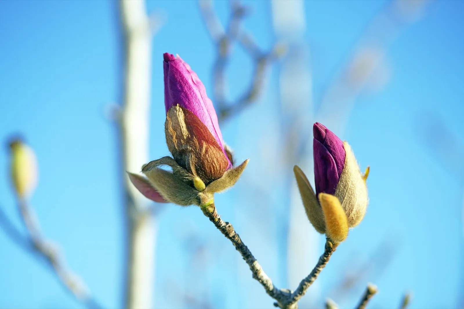 Rosenmagnolia 'Genie'PBR, sol 80-100 cm, co/kl - miniatyr 4