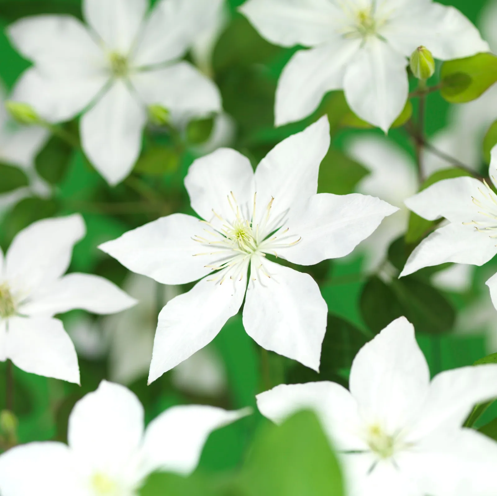 Tidig storblommig klematis SoMany® White Flowers - miniatyr 1