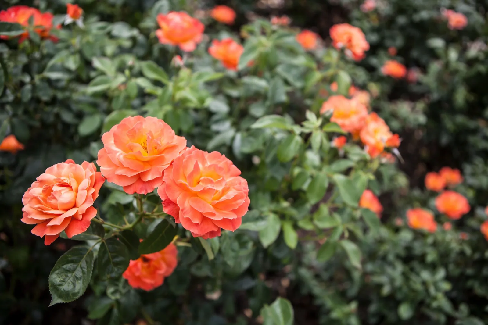 Floribundaros FELLOWSHIP ('Harwelcome') - miniatyr 2