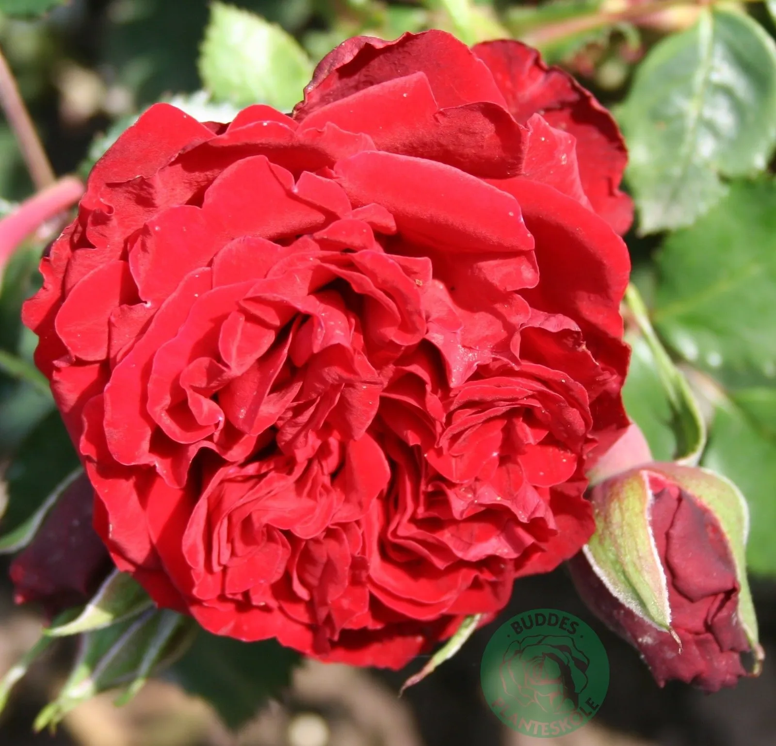 Storblommig klätterros 'Crazy in Love Red'