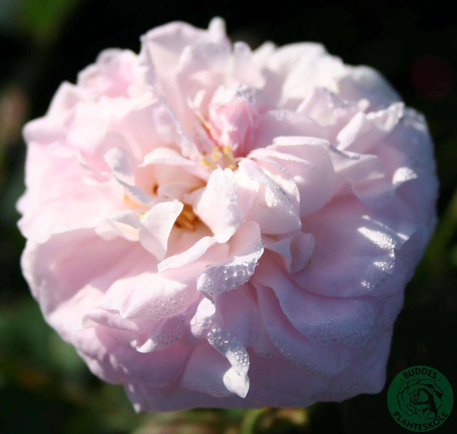 Albaros 'Maidens Blush'
