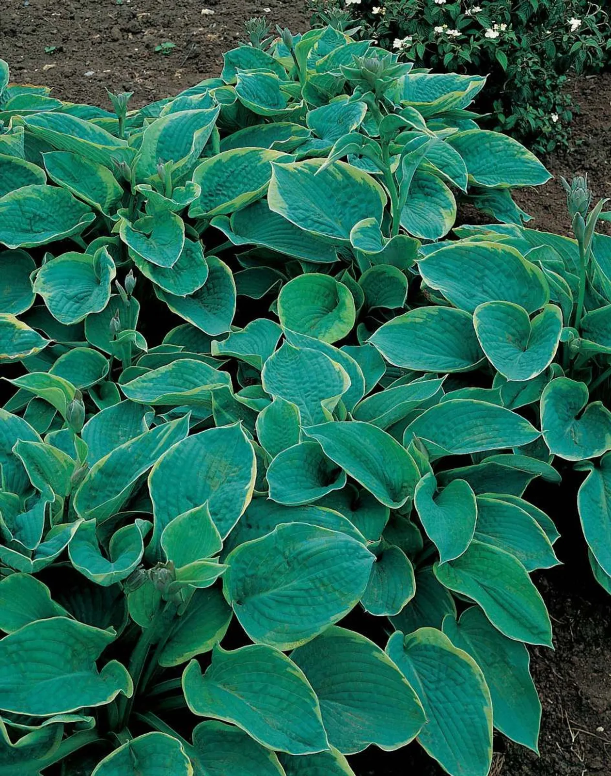 Daggfunkia 'Frances Williams'