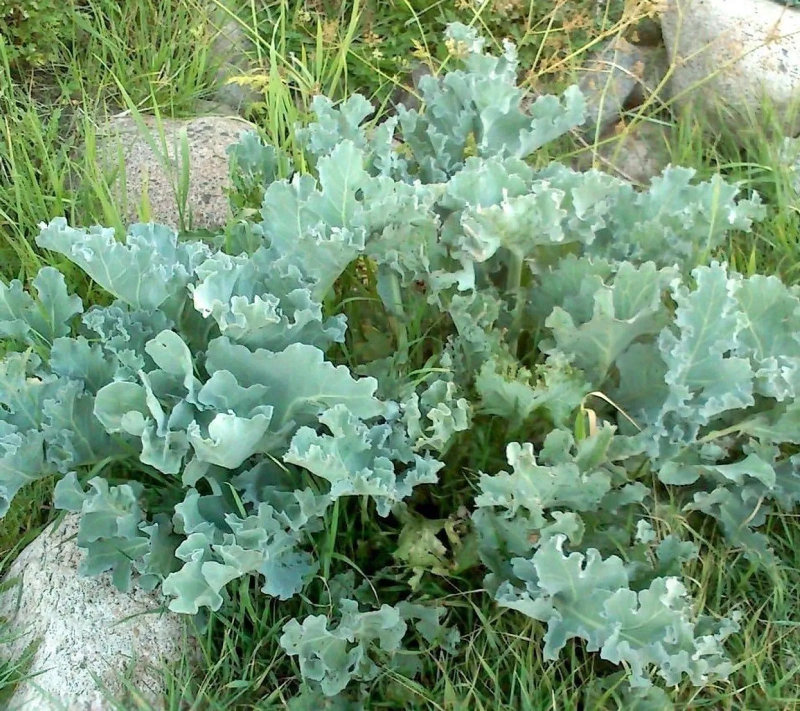 Strandkål 'Strandkål', ekofrö