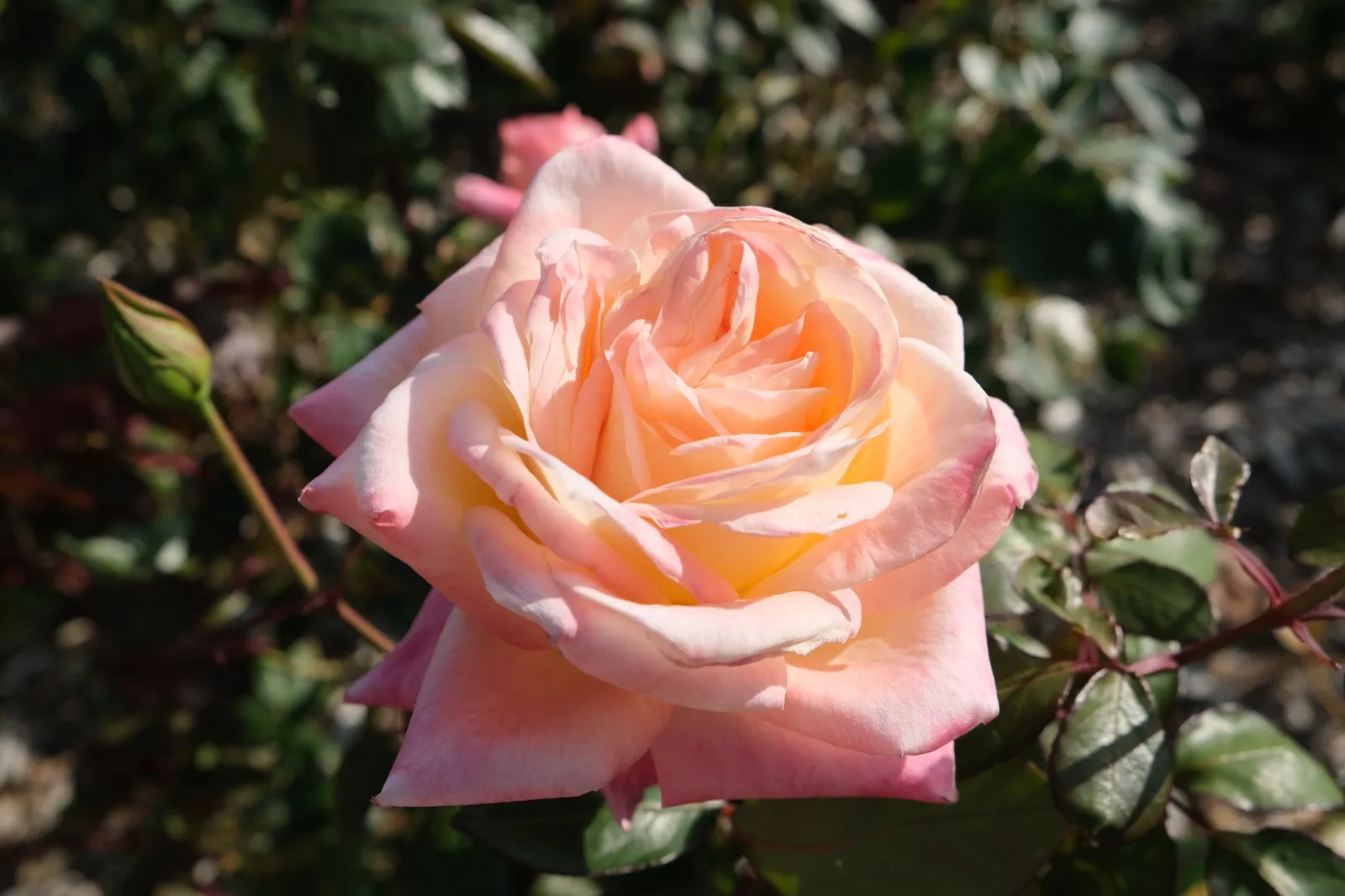 Floribundaros KALMAR ('Poulkalm') - miniatyr 3