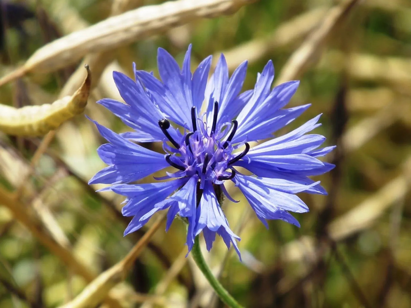 Blue Boy klint frö med blå klintblommor