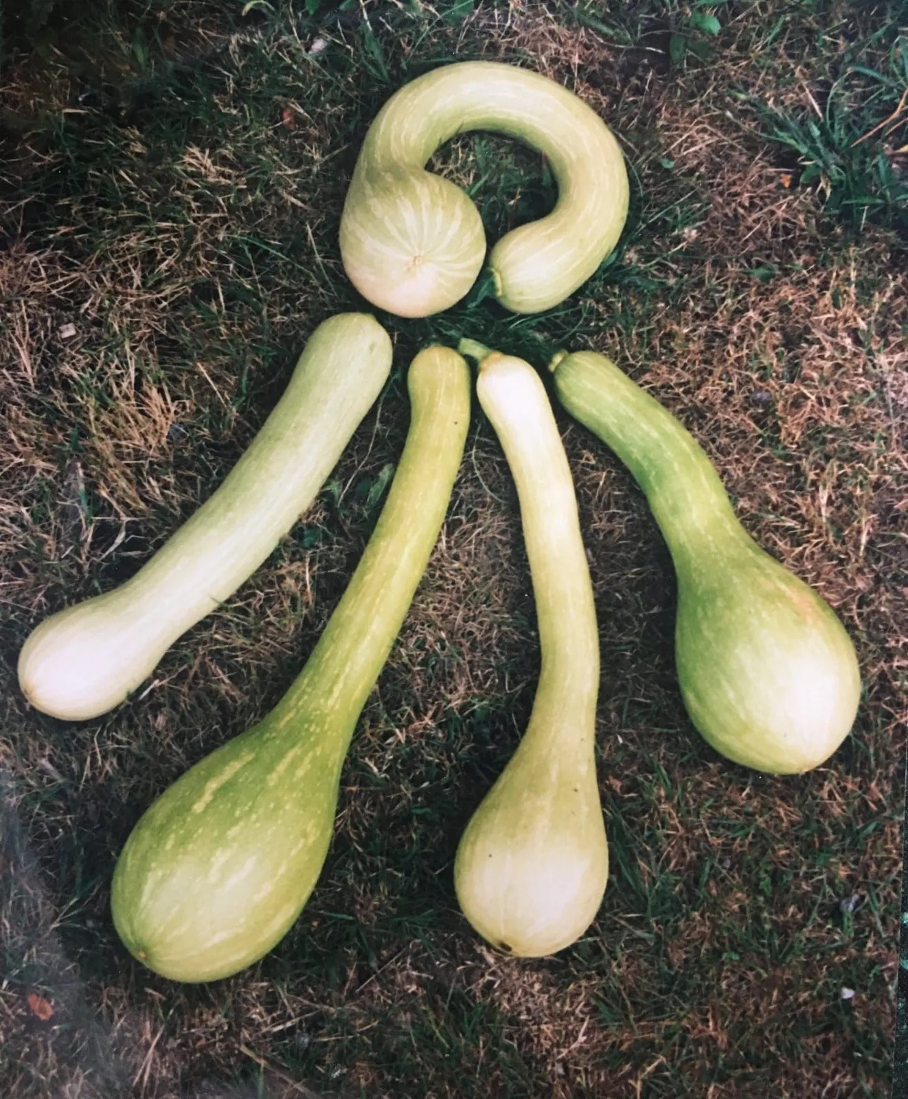 Tromboncino sommarsquash frö med sommarsquash