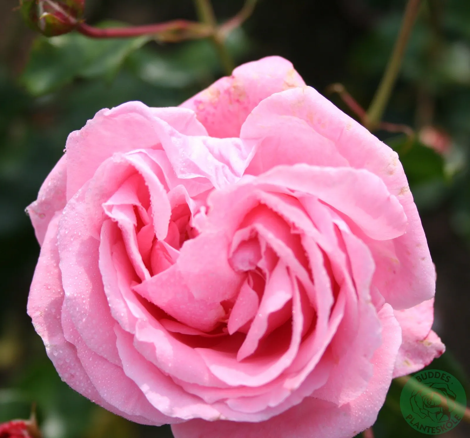 Storblommig klätterros 'Coral Dawn'