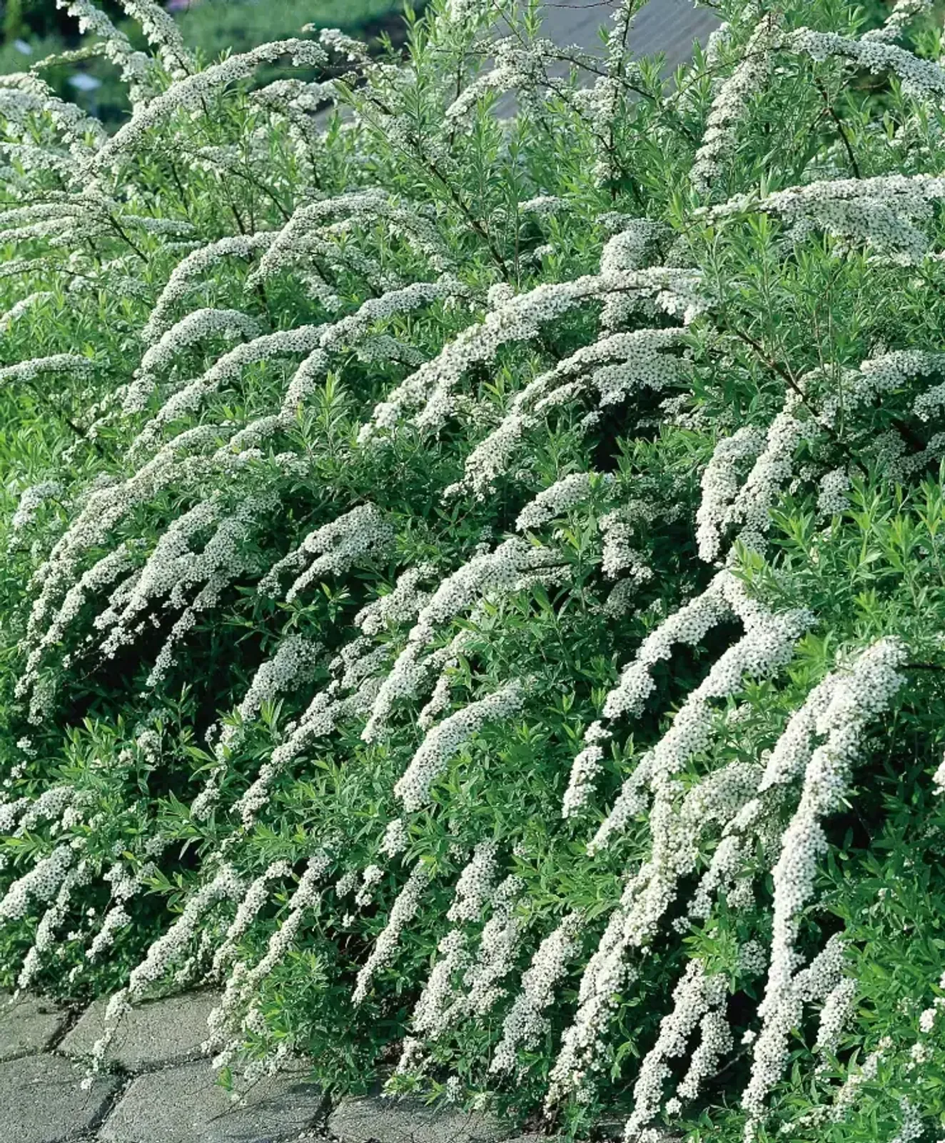 Norskspirea 'Grefsheim', 30-50 cm