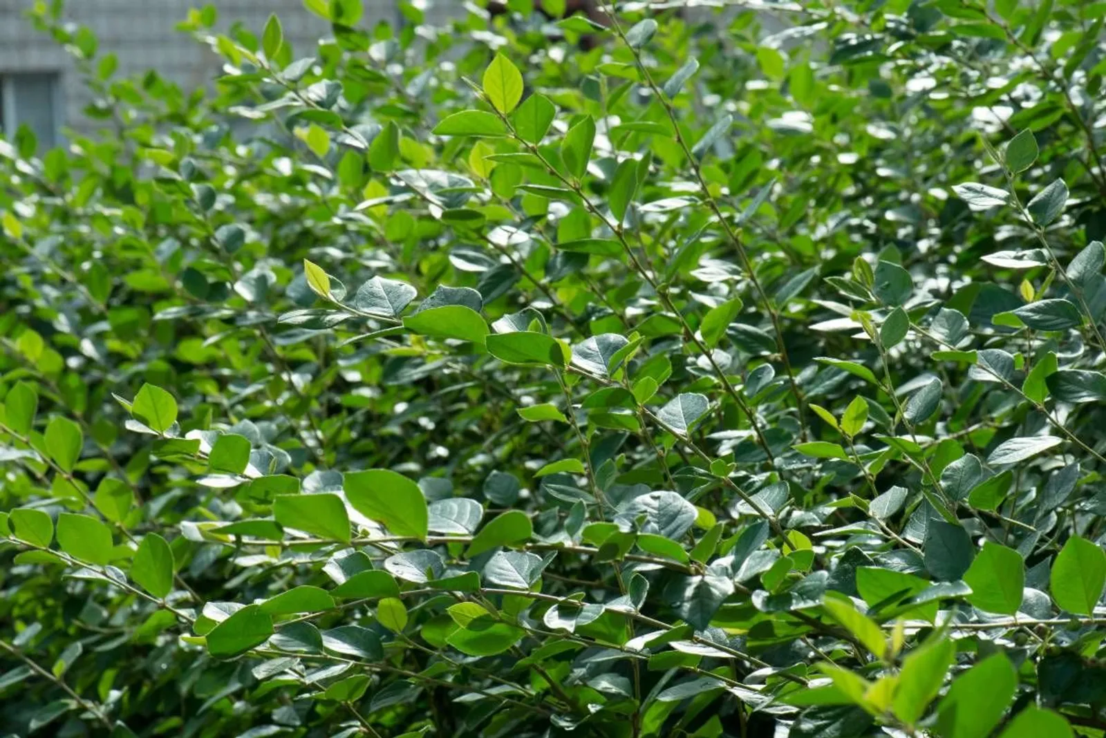 Häckoxbär, 20-40 cm — detalj 3