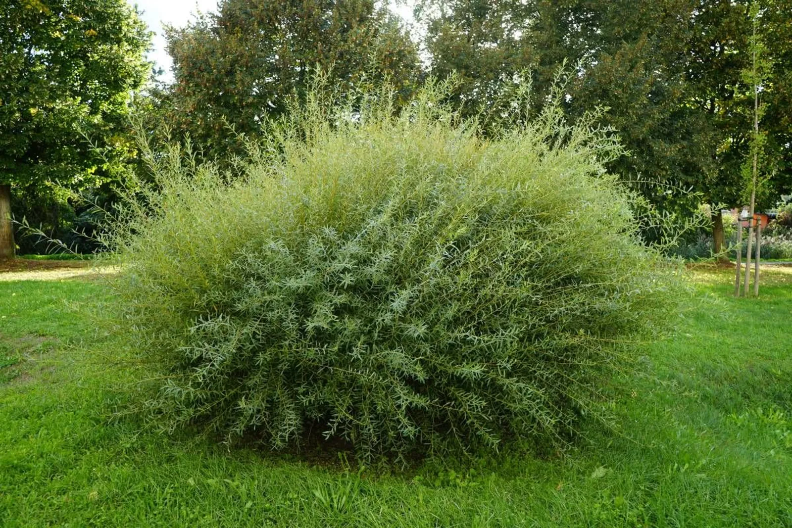 Litet rödvide 'Nana', 30-40 cm