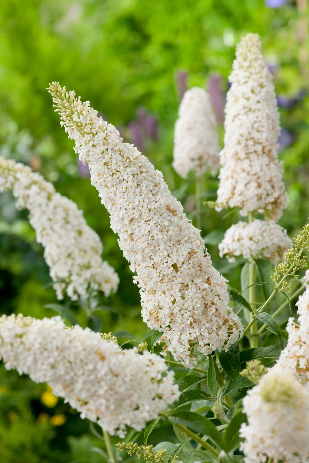 Syrenbuddleja 'White Profusion' - miniatyr 2