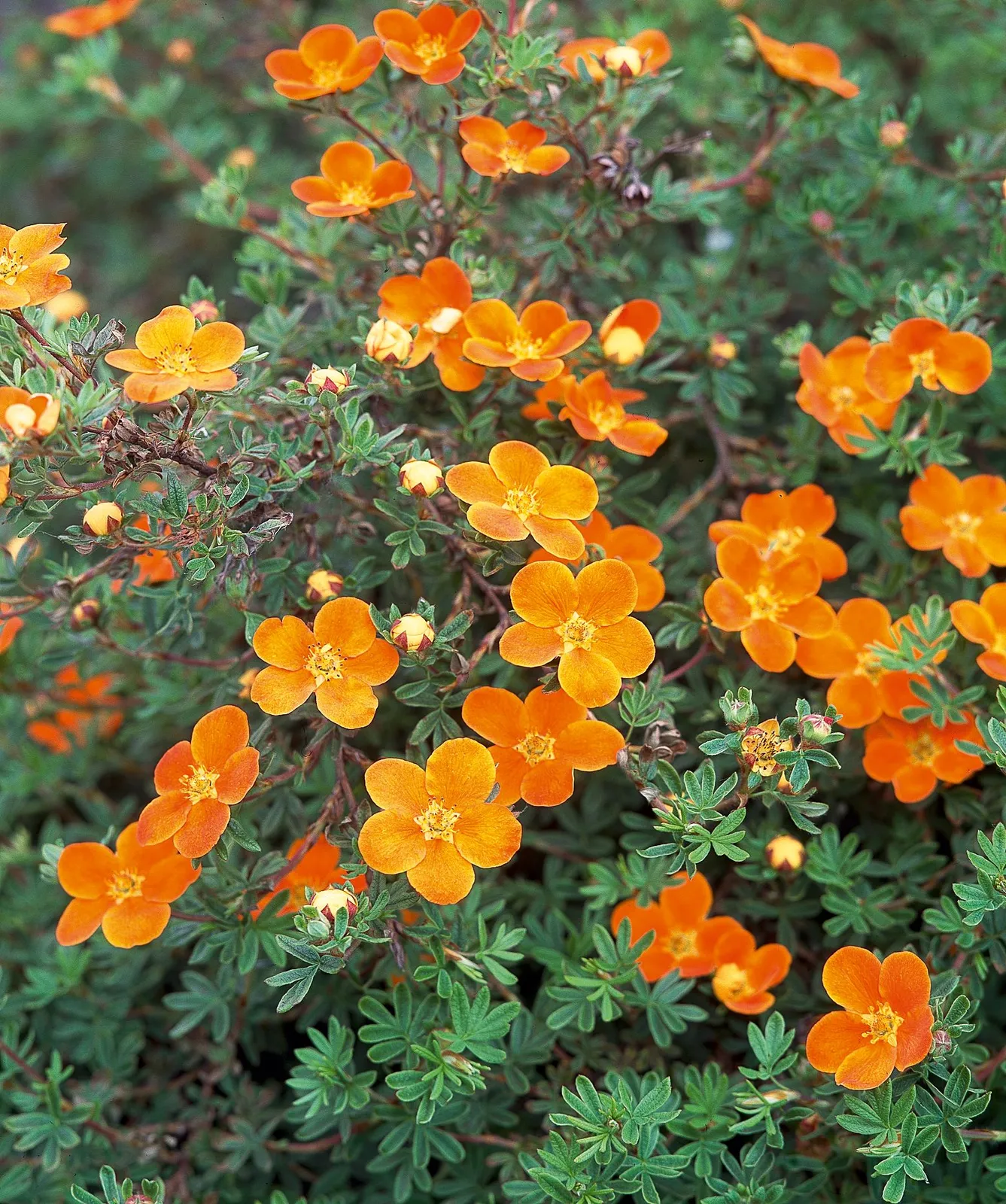 Trädgårdstok 'Hopsleys Orange' - miniatyr 1